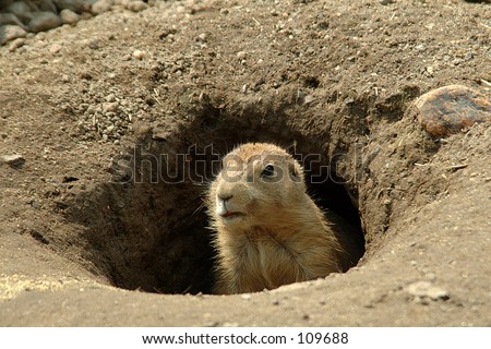 Groundhog in the hole
