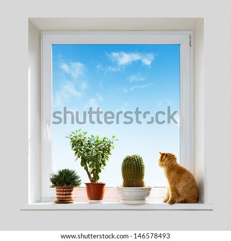 Cat and house plants on the windowsill. Spring.