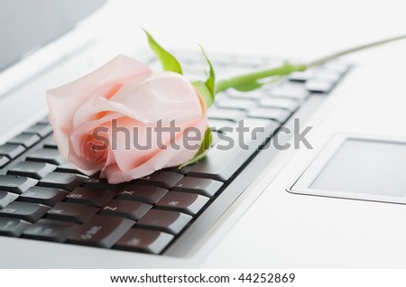 Flower on the laptop keyboard