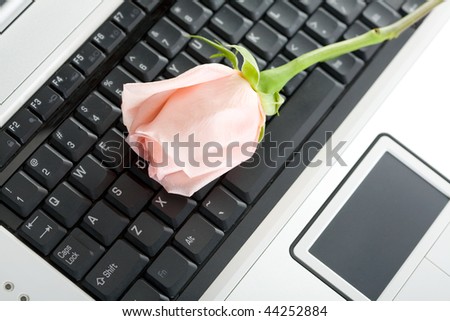 Flower and laptop keyboard