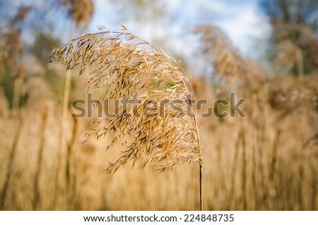 dry grass/dry grass
