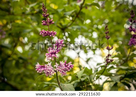 Beautiful violet flowers of lilac in park/Beautiful violet flowers of lilac in park