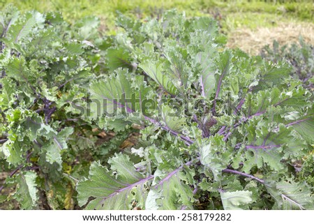 Violet leaf cabbage