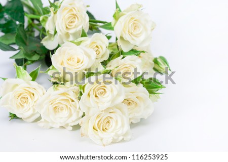 Bouquet of white roses on a white background