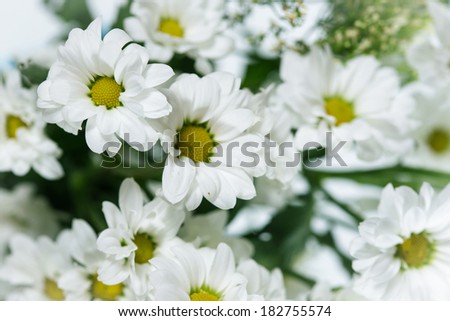 Bouquet of white chrysanthemums on white isolated background