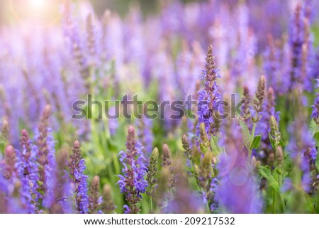 Beautiful Lavender Field in the summer. Closeup with shallow DOF