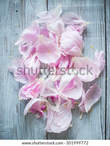 Beautiful petals of Pink peonies on wood background