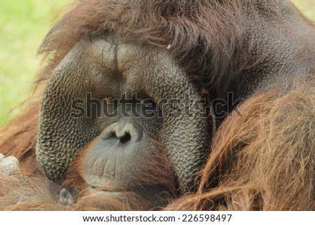 close view of Bornean orangutan (Pongo pygmaeus) in japan. he is looking consistently to the photographer.