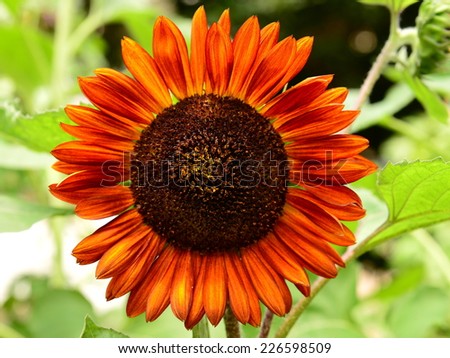 Brown sunflower close view in japan. scientific name is helianthus strawberry blonde.