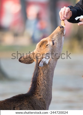 Feeding Cute Deer at Nara Park, Japan