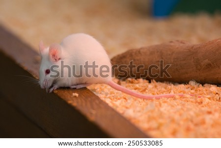 White rat or white mouse.