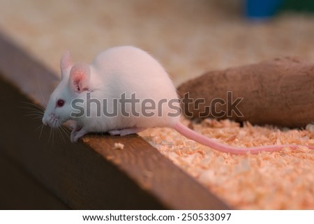 White rat or white mouse.