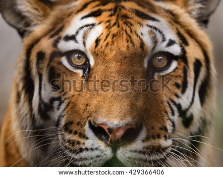 Wild Bengal Tiger (Panthera Tigris Tigris) face and eyes closeup in ranthambore national park, India.