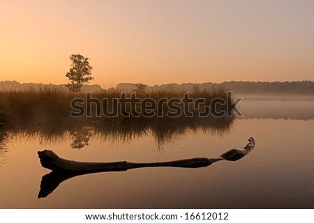 Tree trunk floating in quiet water with reflections and a single tree silhouette in the background during sunrise