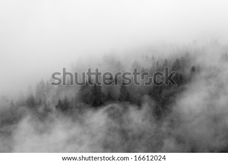 low hanging clouds showing  mountain forest through it like it was veiled