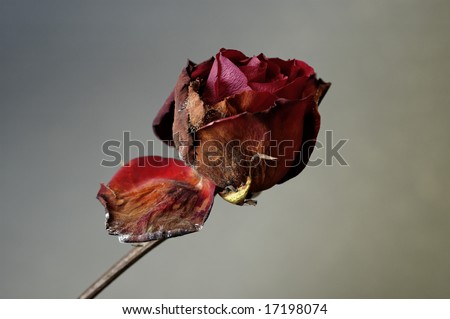 Crumpled old dark red rose with a broken petal already starting to mold