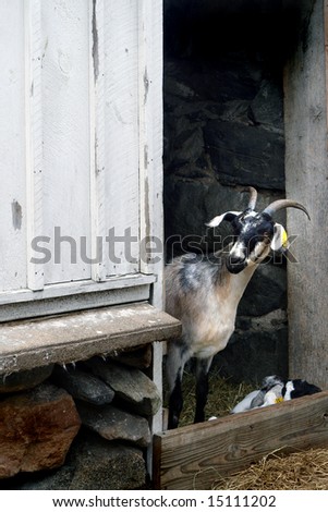 A Goat looks out of a barn