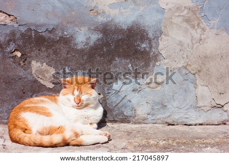 Sleeping cat. Texture of old plaster