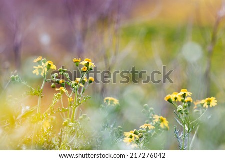 Wildflowers. Field plants. Blur