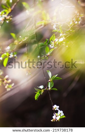 Cherry blossoms. White flowers. Beautiful colors. Blur