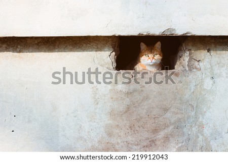 Street cat. Texture of wall. Portrait of animal