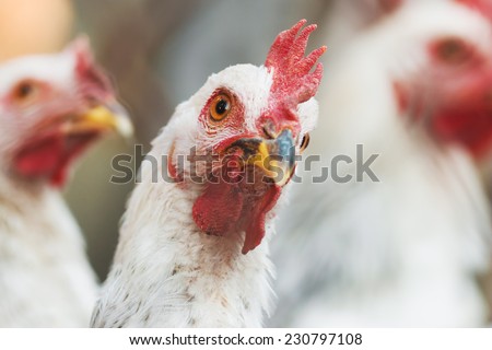Portrait of chicken. Bird, living on farm. Flock of chickens