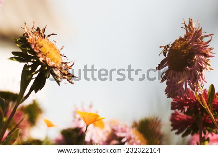 Autumn flowers and bee. Bee collects honey in garden. Beautiful colors