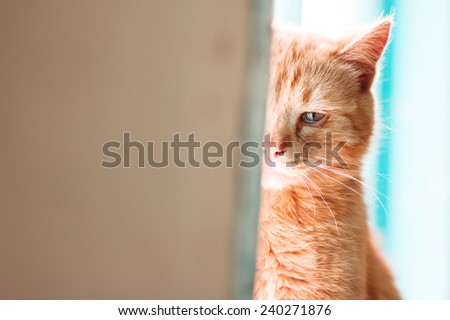 Crying cat. Emotional portrait of red-haired pet in tears. Depressive mood. Loneliness, sadness