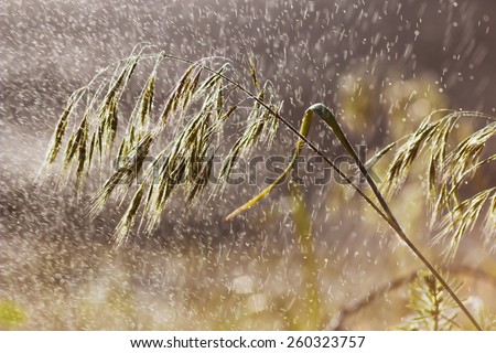 Grass in rain. Field plant in pouring rain in evening sun. Rainy weather