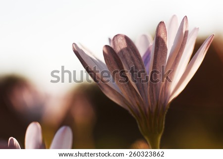 Purple flower in sunlight. Autumn flower in garden. Beautiful colors. Macro. Bokeh