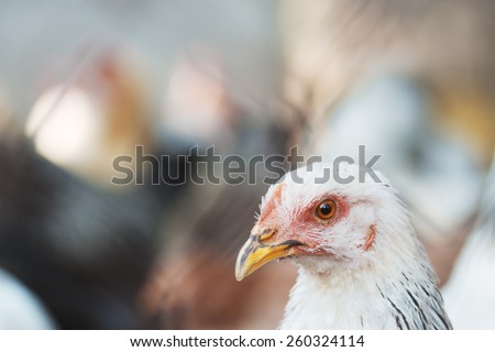 Portrait of chicken. Bird, living on farm. Flock of chickens