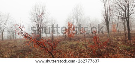 Spring landscape with fog. Trees with red leaves in morning. Sad mood. Panorama