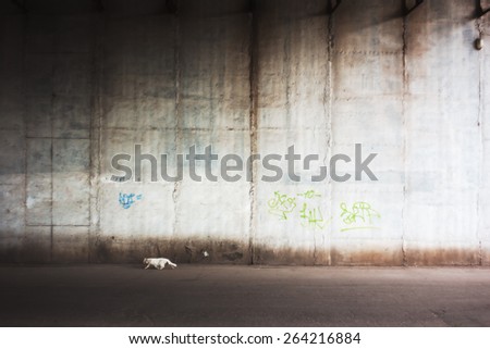 White cat against wall. Homeless cat, street animal. Texture of concrete wall with graffiti. City street