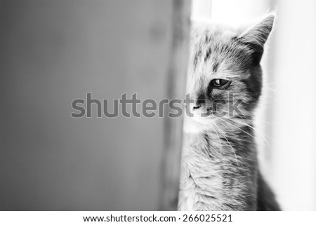 Beautiful cat. Emotional portrait of pet on windowsill. Black and white photo