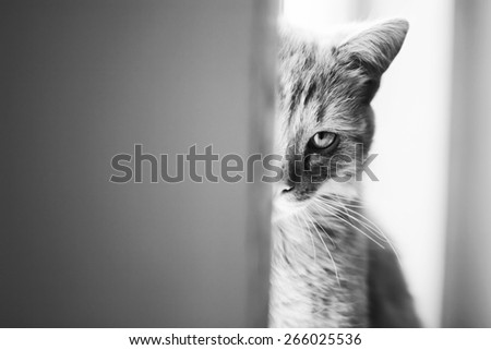 Beautiful cat. Emotional portrait of pet on windowsill. Black and white photo