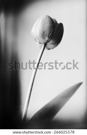 Tulip. Reflection in mirror. Spring flower. Black and white photo