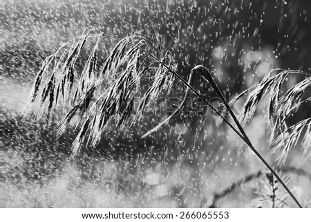 Grass in rain. Field plant in pouring rain in evening sun. Rainy weather. Black and white photo