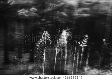 Young birch-trees. Landscape with young birches, shot from window of moving train. Black and white photo