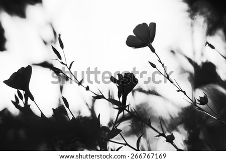 Silhouette of flower. Autumn garden. Beautiful colors. Natural background. Blur. Black and white photo