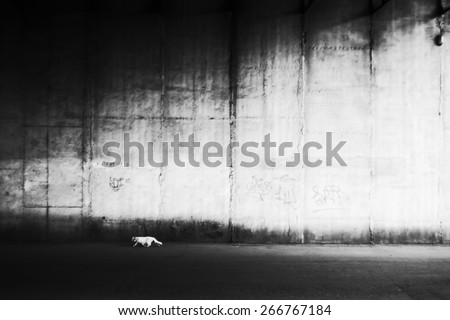 White cat against wall. Homeless cat, street animal. Texture of concrete wall. City street. Black and white photo