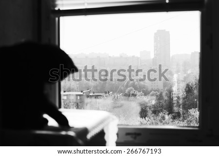 Cat at window. Black kitten playing near window overlooking city street. Autumn in city. Black and white photo