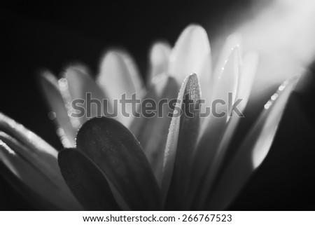 Flower in sunlight. Autumn flower in garden. Beautiful colors. Macro. Black and white photo
