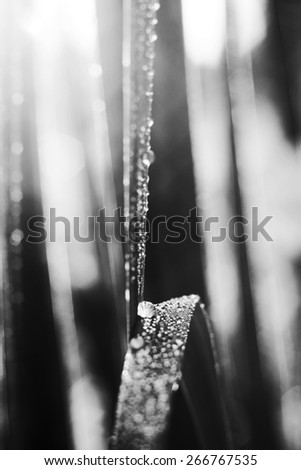 Morning dew. Grass in meadow, covered with morning dew. Natural background. Macro. Black and white photo