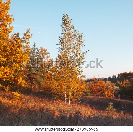 Autumn landscape in meadow. Trees in autumn foliage on meadow in evening. Landscape with moon. Autumn colors