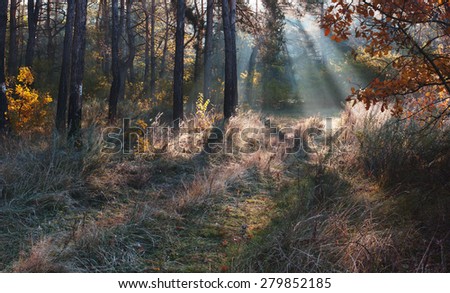 Landscape with rays of light in forest. Sun\'s rays at end of forest path. Autumn leaves on trees. Frost on grass
