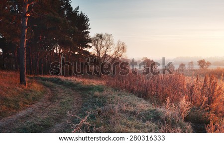 Rural landscape with pine trees. Village road and meadow in mist at dawn. Grass in morning frost