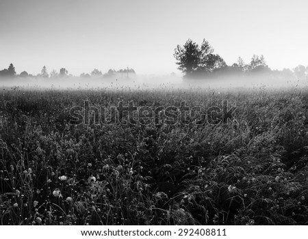 Yellow wild flowers and trees in early morning fog. Beautiful morning. Black and white photo