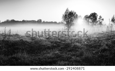 Road is overgrown with grass at dawn. Sunny foggy morning. Black and white photo