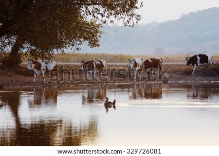 Cows are returning home. Herd of cows go by river in evening. Duck floats on water. Rural autumn landscape with mist in evening. Beautiful mirror reflections