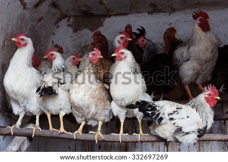 Chickens in henhouse. Herd of domestic birds in barn getting ready for bed. Group portrait of hens and cocks